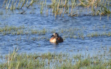 Afrika Shelduck dişisi haliçlerin güneşli sularında yüzüyor.