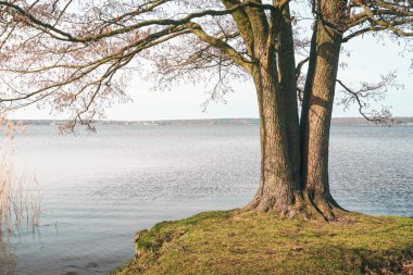 Zegrzynskie gölünün kıyısındaki ağaç. Neporet 'teki Narew nehrindeki gölün bahar manzarası.