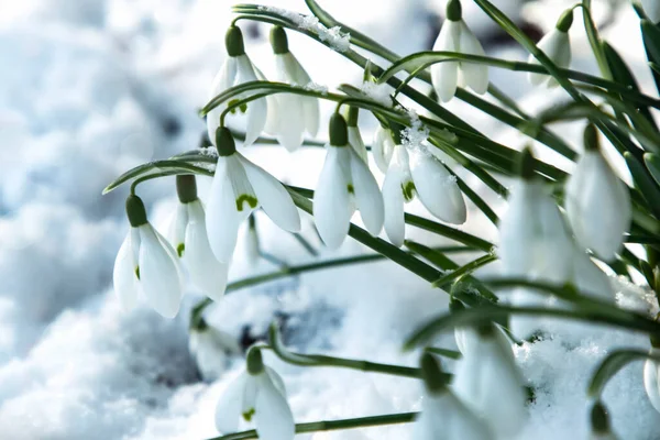 Первые Весенние Цветы Снегом Солнечных Лучах Солнца Белые Подснежники Galanthus — стоковое фото