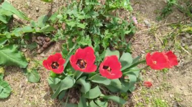 Bahçede kırmızı laleler, bitki örtüsü ve doğa