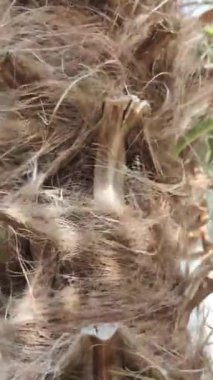 Güzel botanik fotoğrafı, doğal duvar kağıdı.