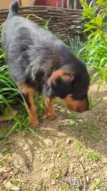 Bahçedeki köpek, doğa.