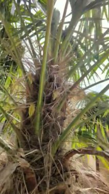Kamera, palmiye ağaçlarının yanından geçerken yukarı bakıyor. Gün ışığında palmiye yaprakları