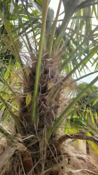 Camera Uită Sus Măsură Trece Peste Rânduri Palmier Frunze Palmier — Videoclip de stoc