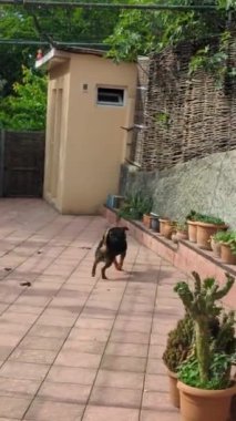 Köpek sokakta sopayla oynuyor.