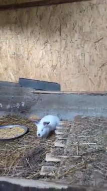 sevimli tavşan gruptaki