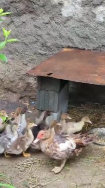 Yuvadaki küçük kuş