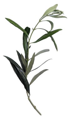 Yeşil yapraklı ağaç dalı. Beyaz arkaplanda izole edilmiş şube. 