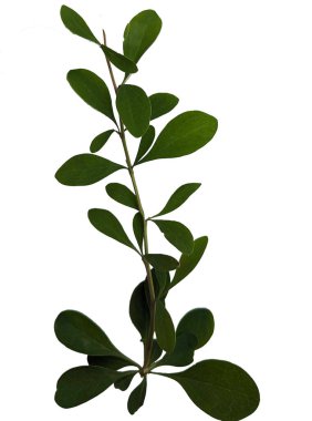 Yeşil yapraklı ağaç dalı. Beyaz arkaplanda izole edilmiş şube. 