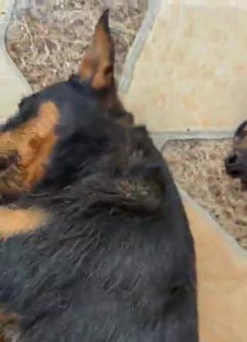 Alman Jagdterrier. Jagdterrier 'in komik köpek portresi. Pinscher ve Jagterrier melezinin yakınına.