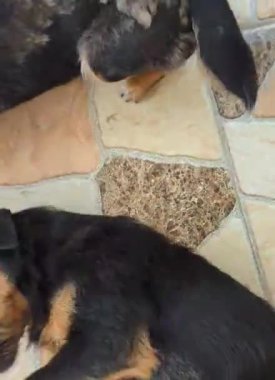 Alman Jagdterrier köpeği. Komik köpek cinsi Jagdterrier 'in portresi. 