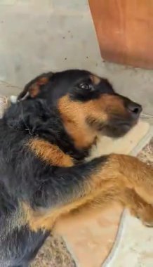 Alman Jagdterrier. Jagdterrier 'in komik köpek portresi. Pinscher ve Jagterrier melezinin yakınına.