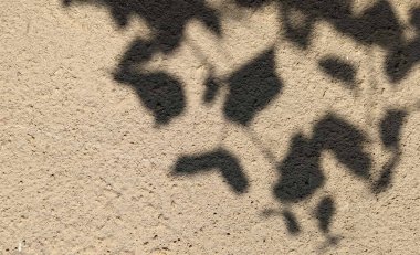 Beyaz bir duvarda bulanık yaprak gölgesi olan minimalist ışık arka planı. Düz zemini ve beyaz bir duvarda açan kiraz ağacının gölgeleriyle sunum için güzel bir zemin..