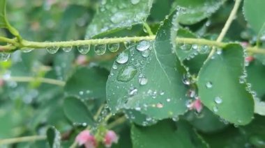 yeşil yapraklar, bitkiler ve yapraklar