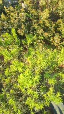 Güzel botanik fotoğrafı, doğal duvar kağıdı.