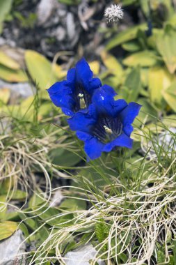 İtalya 'da sapsız çiçek manzarası