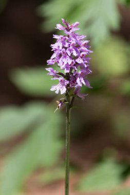 İtalya 'da yaygın bir benekli orkide manzarası