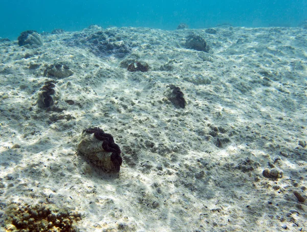 ニューカレドニアのカラフルなトリダカ貝の眺め — ストック写真