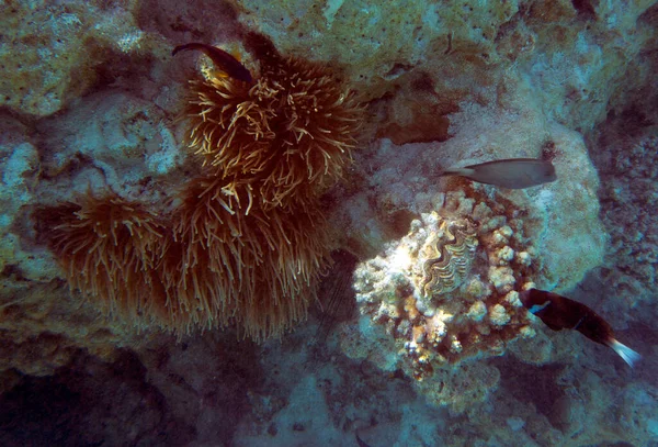 Över Anemon Korallrev Nya Kaledonien — Stockfoto