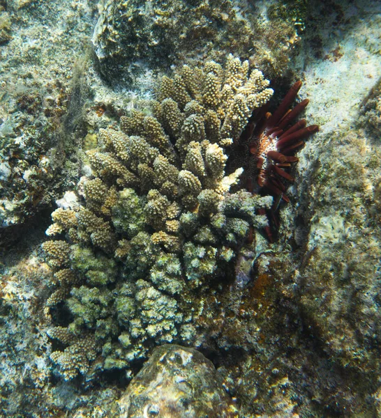 View Pencil Urchin Corals Egypt — Stock Photo, Image