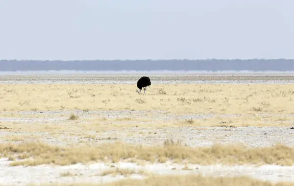 Vista Avestruz Comum Parque Etosha Namíbia — Fotografia de Stock