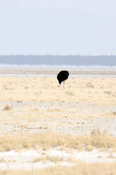 View Common Ostrich Etosha Park Namibia — Stock Photo, Image