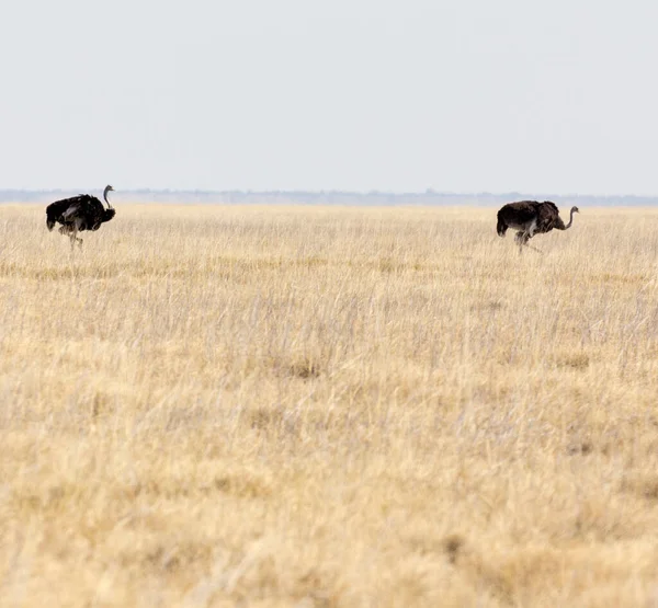 Utsikt Över Gemensam Struts Etosha Park Namibia — Stockfoto