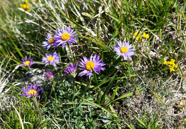 Vista Las Flores Aster Alpinus Norte Italia — Foto de Stock