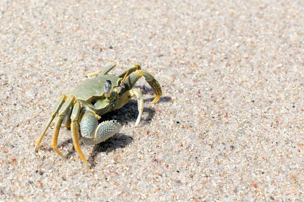 Vue Crabe Fantôme Cornu Sur Plage — Photo