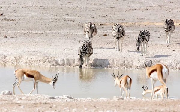 纳米比亚有动物的水坑景观 — 图库照片