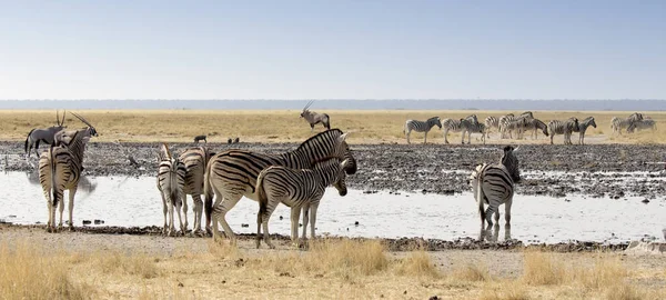Utsikt Över Ett Vattenhål Med Djur Namibia — Stockfoto
