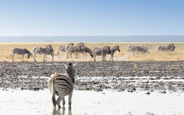 Namibya Hayvanlarla Dolu Bir Birikintisi Manzarası — Stok fotoğraf