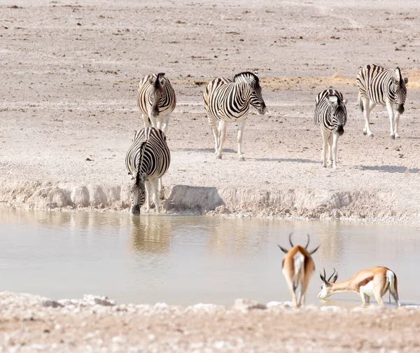 Vista Buraco Água Com Animais Namíbia — Fotografia de Stock
