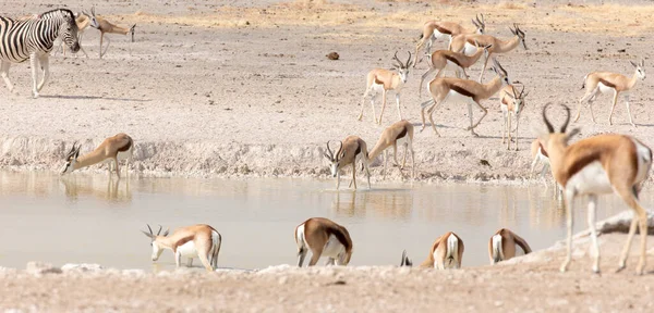 Pohled Vodní Díru Zvířaty Namibii — Stock fotografie