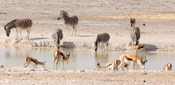 Widok Wodopoju Zwierzętami Namibii — Zdjęcie stockowe