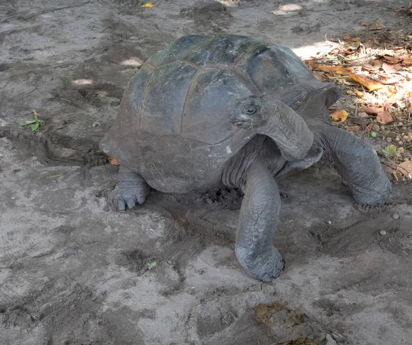 Vista Tartaruga Gigante Aldabra Seychelles — Fotografia de Stock