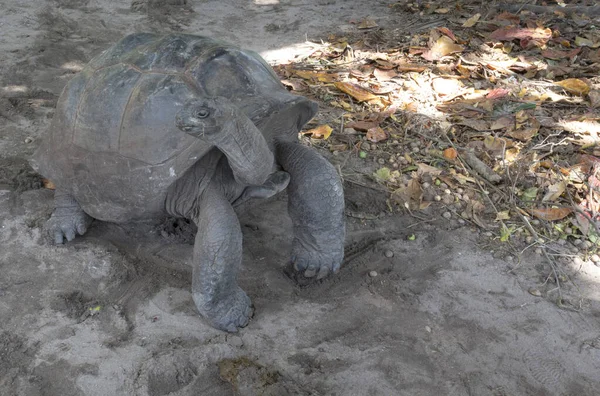 Zicht Aldabra Reuzenschildpad Seychellen — Stockfoto