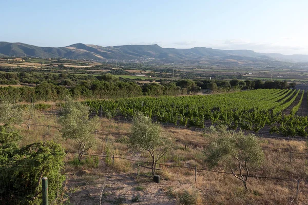 Uitzicht Het Platteland Sardinië Dichtbij Valledoria — Stockfoto