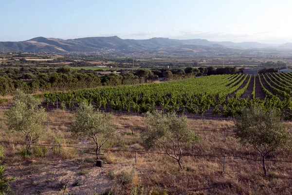 Uitzicht Het Platteland Sardinië Dichtbij Valledoria — Stockfoto