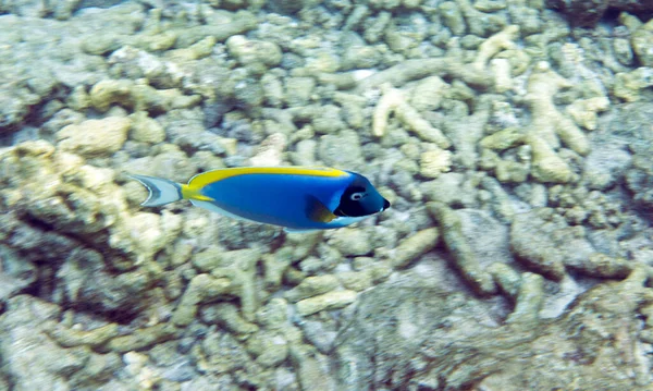 View of powder blue tang in Seychelles