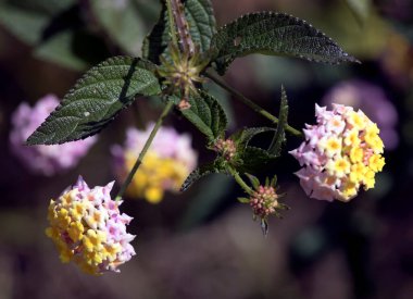La Reunion 'daki Lantana Camara çiçeklerinin manzarası