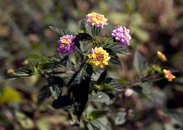 View Lantana Camara Flowers Reunion — Stock Photo, Image