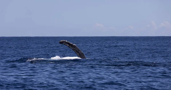 Blick Auf Den Schwimmenden Wal Auf Reunion — Stockfoto