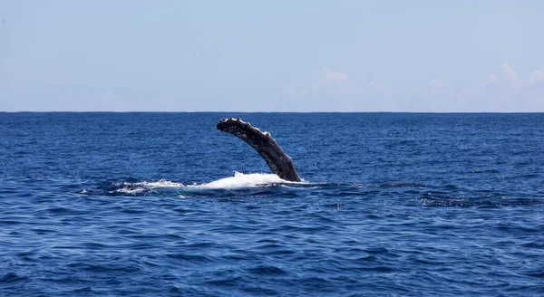 Вид Купающихся Китов Реюньоне — стоковое фото