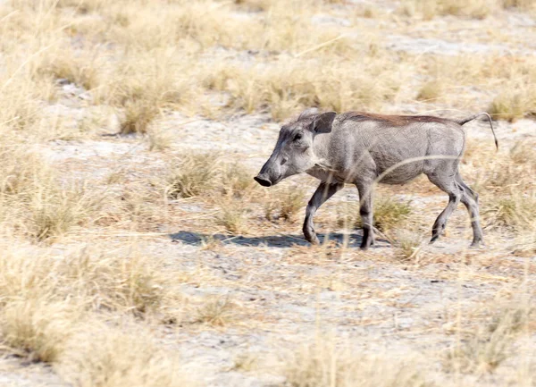 Photo Common Warthog Namibia Park — Stock Photo, Image