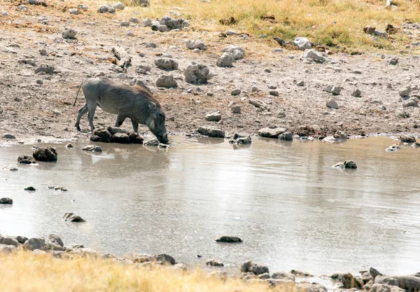 Foto Van Een Gewone Wrattenzwijn Namibië Park — Stockfoto