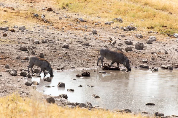 Foto Warthog Comum Parque Namíbia — Fotografia de Stock