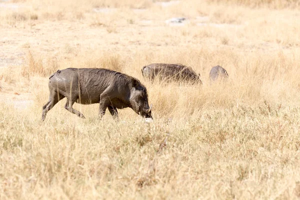 Foto Eines Warzenschweins Park Von Namibia — Stockfoto