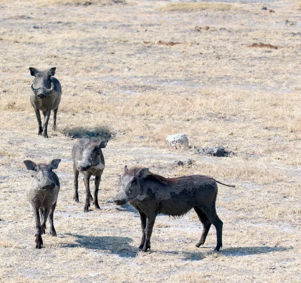 Foto Eines Warzenschweins Park Von Namibia — Stockfoto