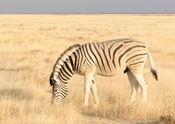 Una Foto Una Zebra Nel Parco Della Namibia — Foto Stock